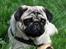 Mops *RBM* Omar Pug Altbox  *Frodo*
