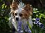 Chihuahua / papillon Viggo