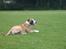 Blanding af racer Lucy