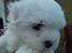 Coton de tulear Lily