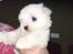 Coton de tulear Lily
