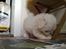 Coton de tulear Lily