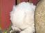 Coton de tulear Lily