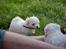 Coton de tulear Lily