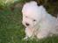 Coton de tulear Lily