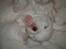 Coton de tulear Lily
