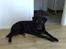 Labrador retriever Bastian  R. I. P. - Velkommen til Bastian´s profil