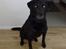 Labrador retriever Bastian  R. I. P. - Jeg er bare klar