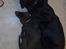 Labrador retriever Bastian  R. I. P. - Hvor er jeg dog stor i forhold til lille Becca