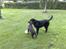 Labrador retriever Bastian  R. I. P. - Leger med lille Becca