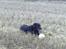 Labrador retriever Bastian  R. I. P. - Nogen der vil lege med mig 