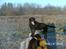 Labrador retriever Bastian  R. I. P.