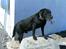 Labrador retriever Bastian  R. I. P.
