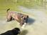 Boxer Charlie