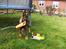 Schæferhund Kenzally´s Alpha (Kenzo) R.I.P   : ( - Kenzo i haven..  meget stolt over at have nuppet noget legetøj