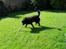 Blanding af racer Rex <3 - nyt 09 sommer