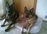 Schæferhund Kenzally´s Alpha (Kenzo) R.I.P   : ( - Kenzo og Julle d. 11-01-10