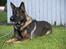 Schæferhund Kenzally´s Alpha (Kenzo) R.I.P   : ( - Kenzo d. 28-08-10  14 md gammel : )