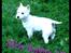 West highland white terrier Miss Sophie