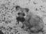 Cairn terrier Rufus R.I.P - hamsom hvalp