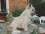 Cairn terrier Rufus R.I.P - Rufus