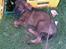 Schæferhund Kenzally´s Alpha (Kenzo) R.I.P   : ( - første gang på trænings pladsen..  ; )   alle de indtryk og nusseri fra alle folk har taget på krafterne.. nu kalder de ham øl hunden ude i klubben..  hehe : )  ( 8 uger)