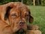 Dogue de bordeaux FRESZKA Lacrima Heliandum