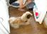 Pekingeser Dengse Ming Blach