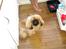 Pekingeser Dengse Ming Blach