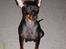 Dvaergpinscher Rødkildes Tacho - Er jeg ikke fotogen ?  :o)