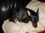 Dvaergpinscher Rødkildes Tacho - På dette billede gør jeg det, som jeg er bedst til. SOVE !!!