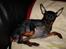 Dvaergpinscher Rødkildes Tacho - Nogen der kaldte ?