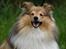 Shetland sheepdog Zimba