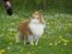 Shetland sheepdog Zimba