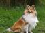 Shetland sheepdog Zimba
