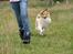 Shetland sheepdog Zimba