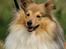 Shetland sheepdog Zimba