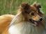 Shetland sheepdog Zimba