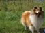 Shetland sheepdog Zimba