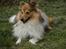 Shetland sheepdog Zimba