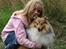 Shetland sheepdog Zimba
