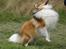 Shetland sheepdog Zimba