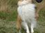 Shetland sheepdog Zimba