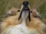 Shetland sheepdog Zimba