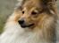 Shetland sheepdog Zimba