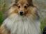 Shetland sheepdog Zimba