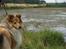 Shetland sheepdog Zimba
