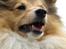 Shetland sheepdog Zimba