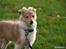 Shetland sheepdog Zimba