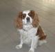 Cavalier king charles spaniel Birkedal's Bongo Walter R.I.P 23/5 2011